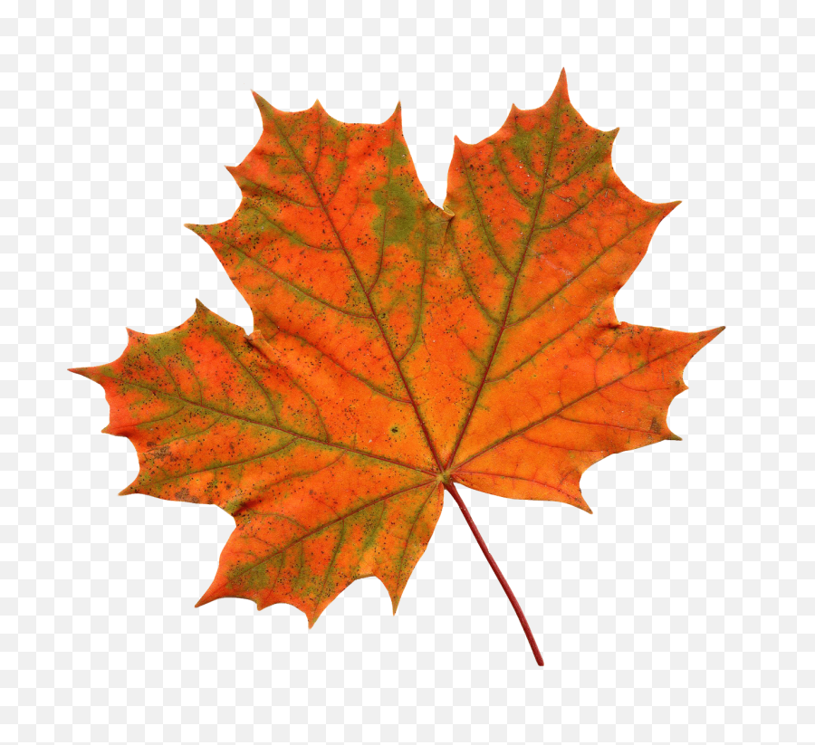 Maple Leaf Clipart Transparent Png - Transparent Background Maple Leaf Png,Leaves Clipart Png