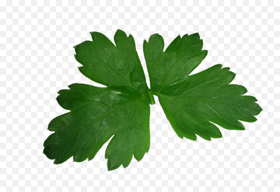 Download Perejil Png - Coriander Leaf Png,Cilantro Png