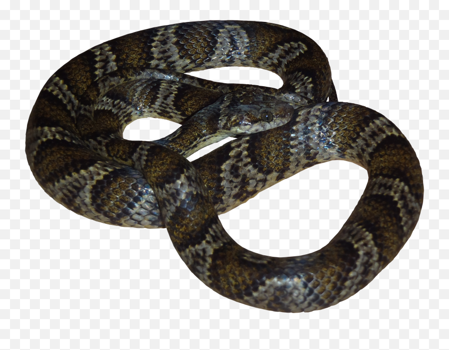 Download - Snakepngtransparentimagestransparent Snake Png High Quality,Snake Transparent Background