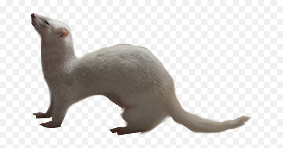 Ferret Png - Ferret Pic Without Background,Weasel Png