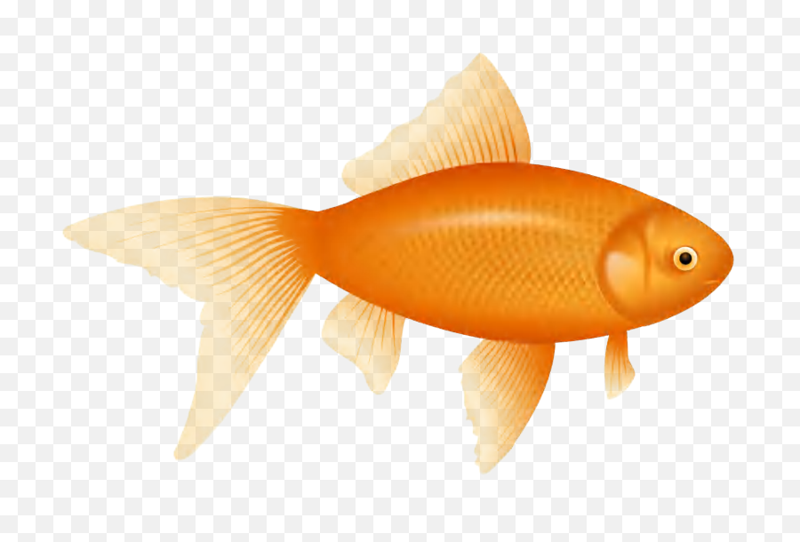 Flif - Example Goldfish Clipart Free Png,Interlaced Png