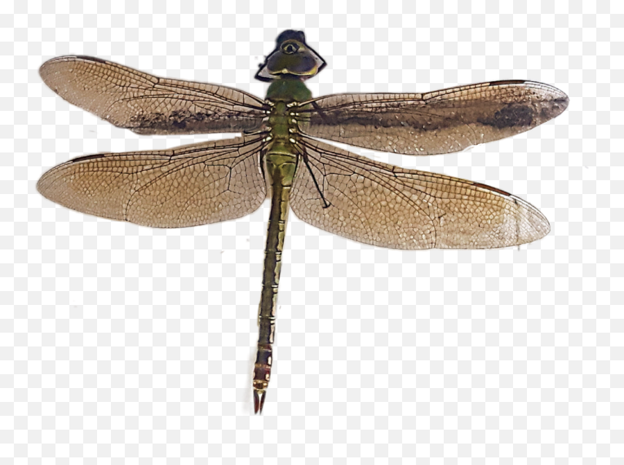 Dragonfly - Sticker By Rita N Vanpale Png,Dragonfly Transparent Background