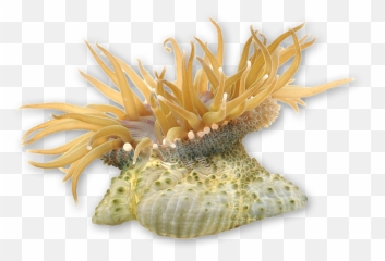 Anemone 1 - Laguna Ocean Foundation Marine Biology Png,Anemone Png