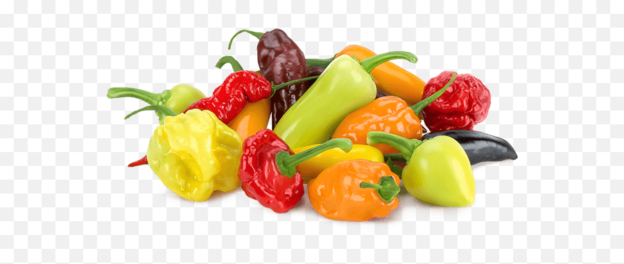 Hotness Of Peppers Chart - Bayota Mixed Hot Peppers Png,Peppers Png