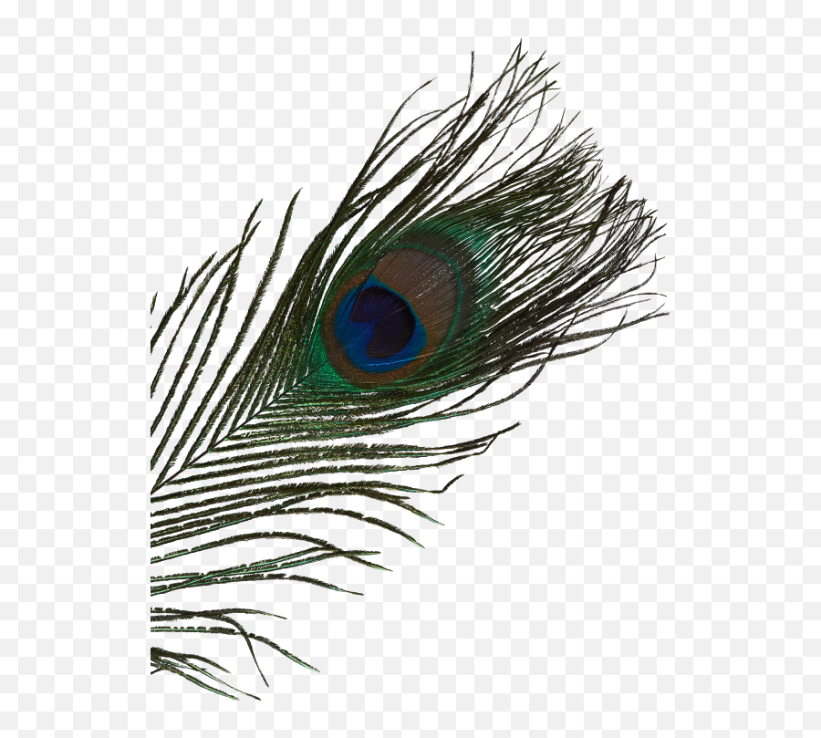 Hi Beautiful Im Areti Artseed - Bird Png,Peacock Feather Png
