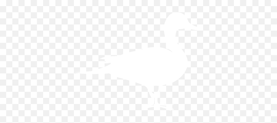 Ducks Png 1 Image - Duck White Png,Ducks Png
