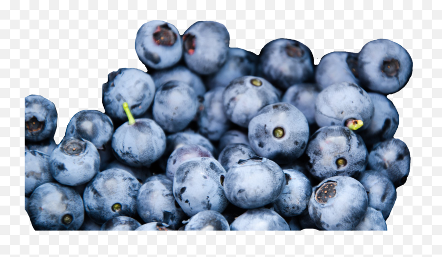 Download Wild Blueberries Credit - Blueberry Texture Full Do Blueberries Taste Like Png,Blueberry Transparent Background