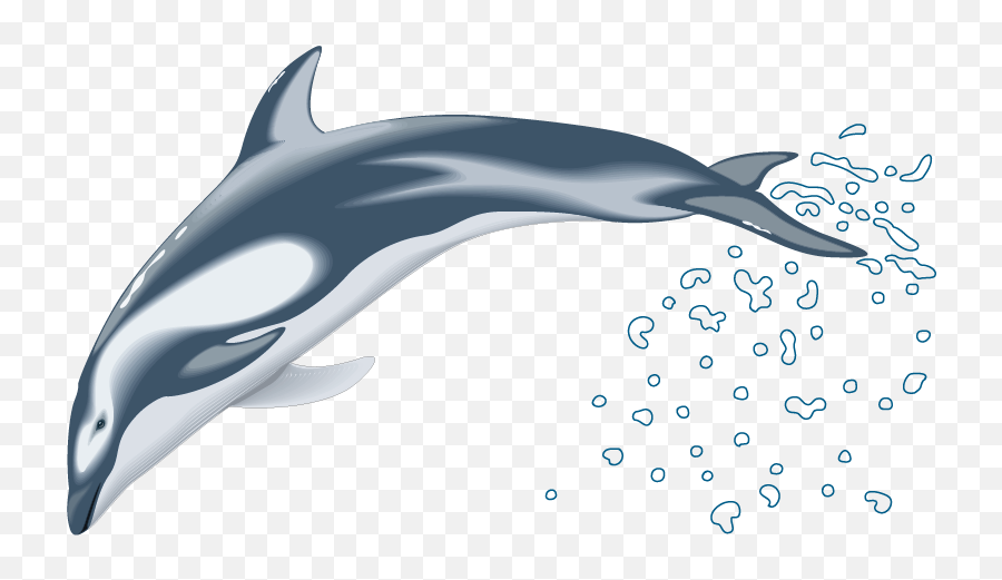 Clip Art - Pacific White Sided Dolphin 3d Png,Dolphins Png
