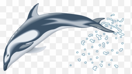 Clip Art - Pacific White Sided Dolphin 3d Png,Dolphins Png