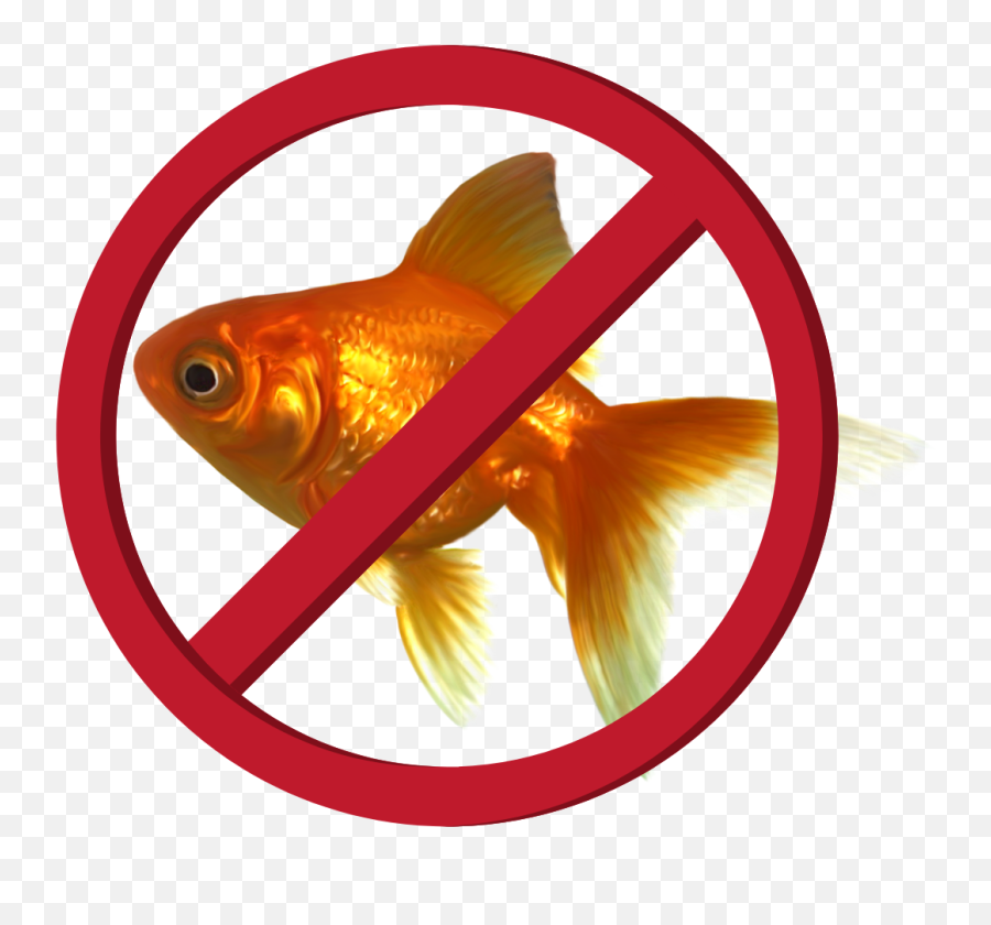 Attention Spans Goldfish Fake News - Transparent Cross Sign Png,Goldfish Png