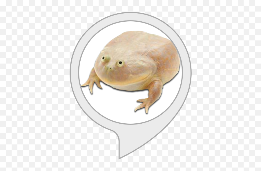 Alexa Skills - Frog Its Wednesday My Dudes Png,Wednesday Frog Png