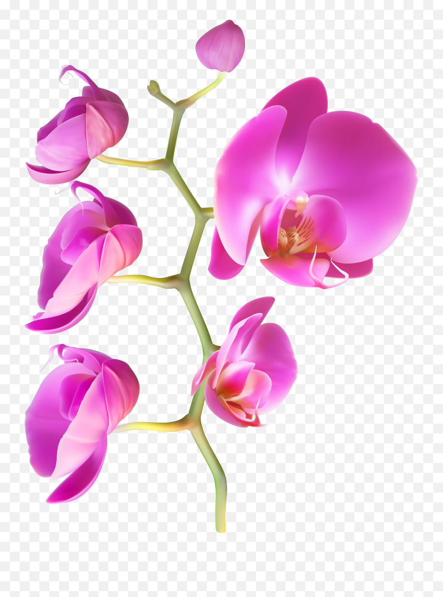 Orchid Flowers Png