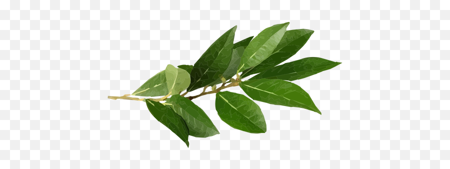 Bay Leaf Herb Illustration - Transparent Png U0026 Svg Vector File Bay Leaf Illustration,Herb Png