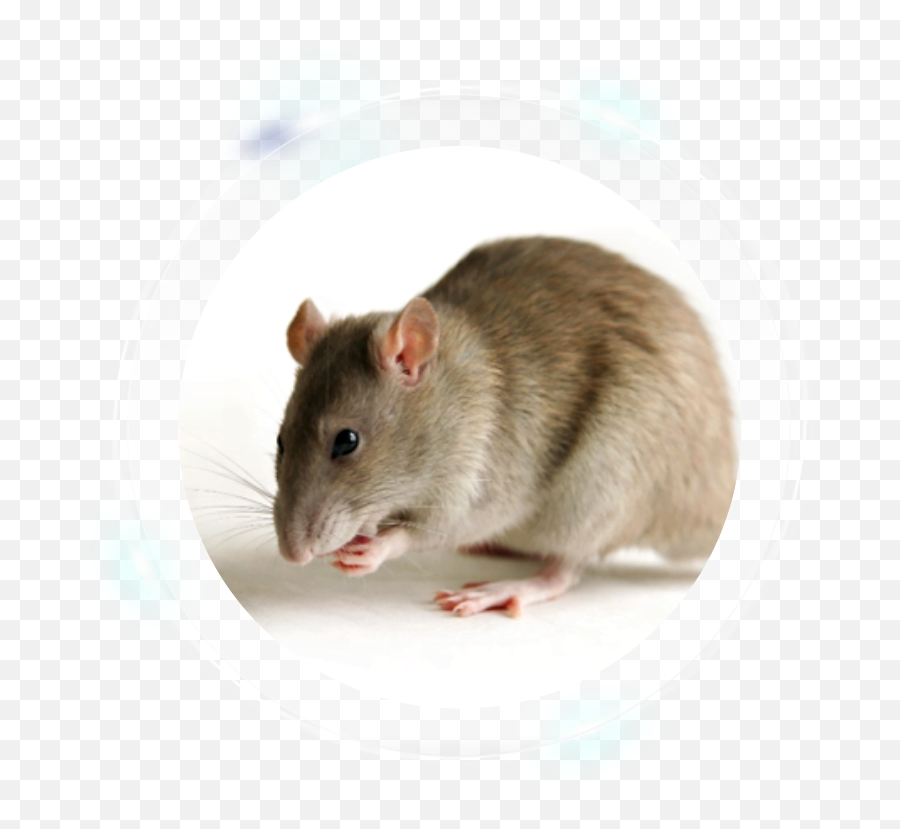 Majoru0027s Pest Management Services Pte Ltd - Rat Png,Rodent Png