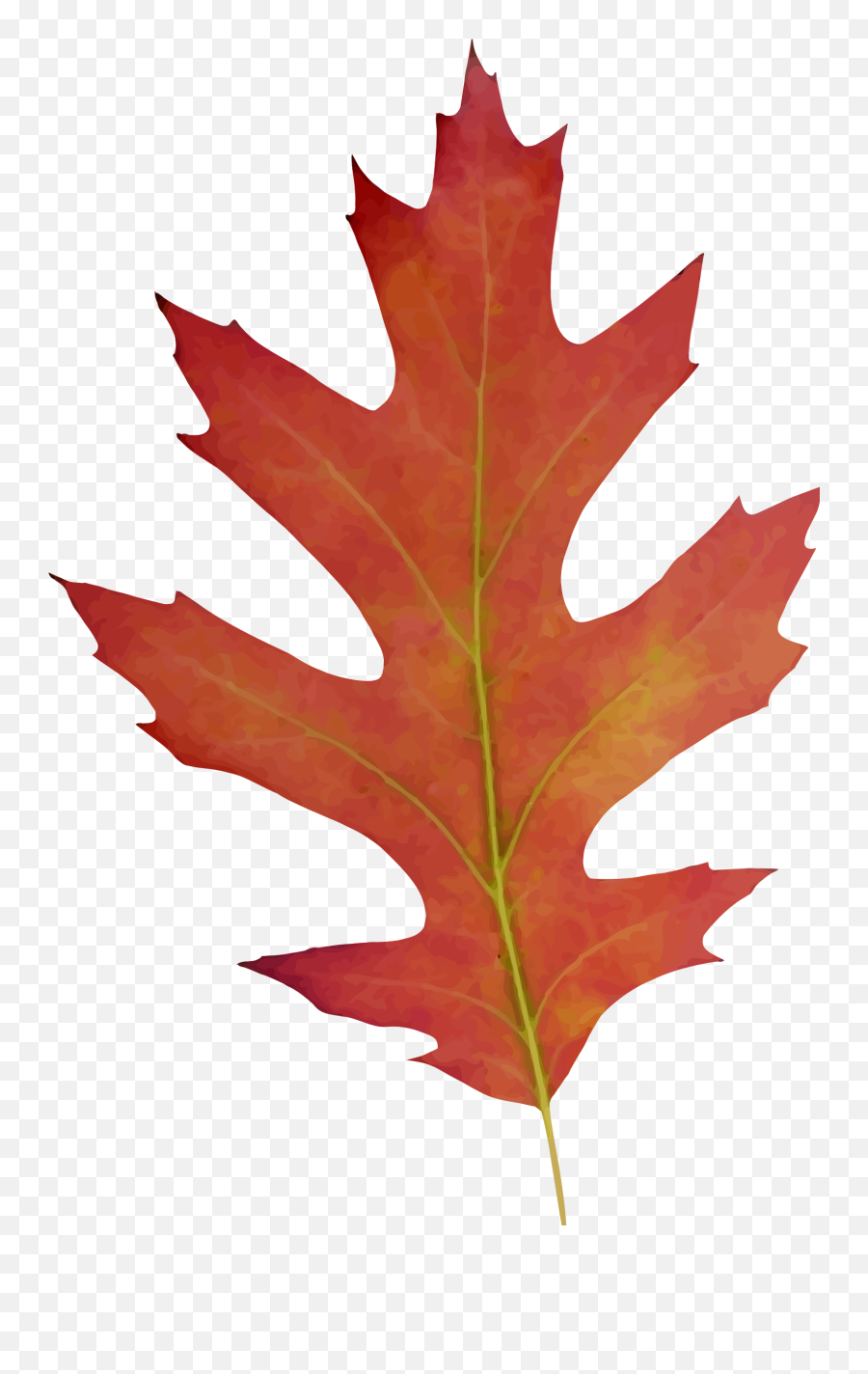 Oak Leaf Fall Drawing Clipart - Red Oak Tree Drawing Png,Oak Leaf Png