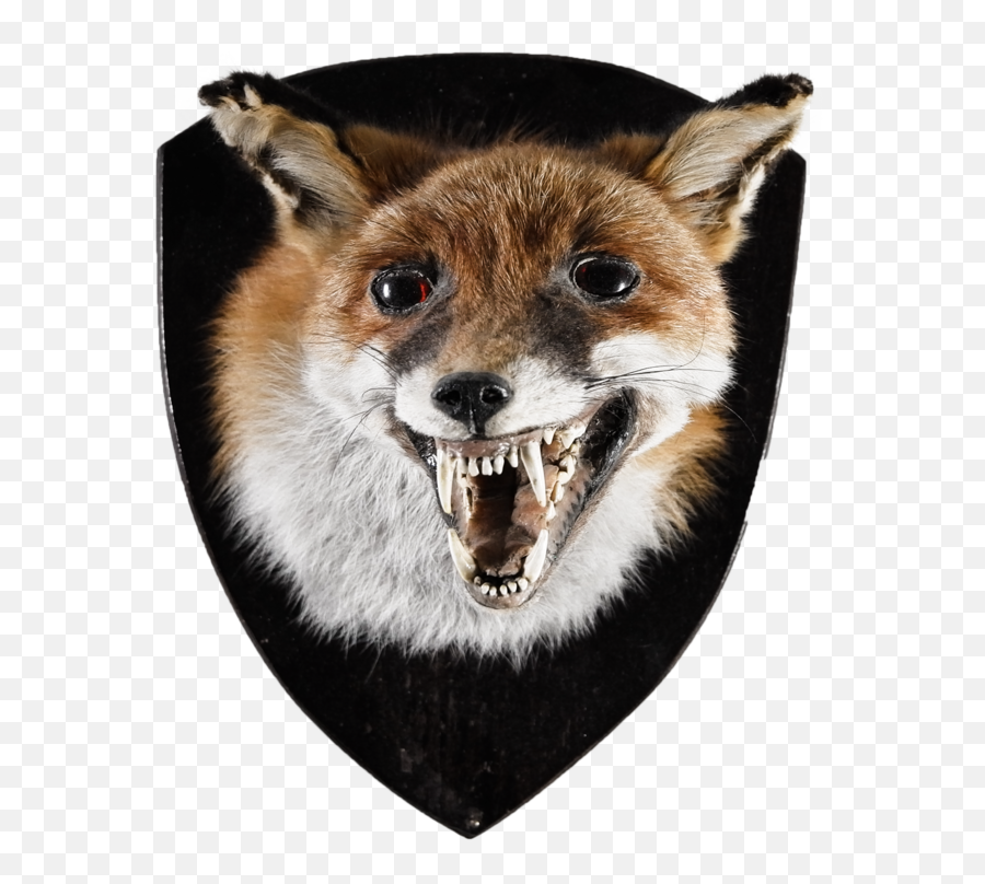 Download Hd Rare Fox Head Mount Transparent Png Image - Aggression,Fox Head Png