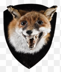 Download Hd Rare Fox Head Mount Transparent Png Image - Aggression,Fox Head Png