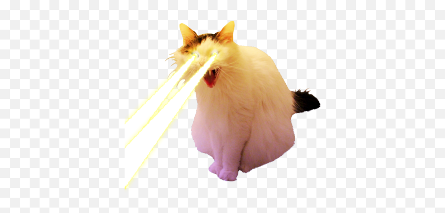 The Sporting Cat Aesthetic Co - Cat With Lasers Png,Transparent Cat