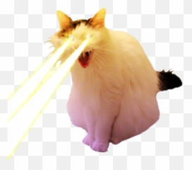 The Sporting Cat Aesthetic Co - With Lasers Png