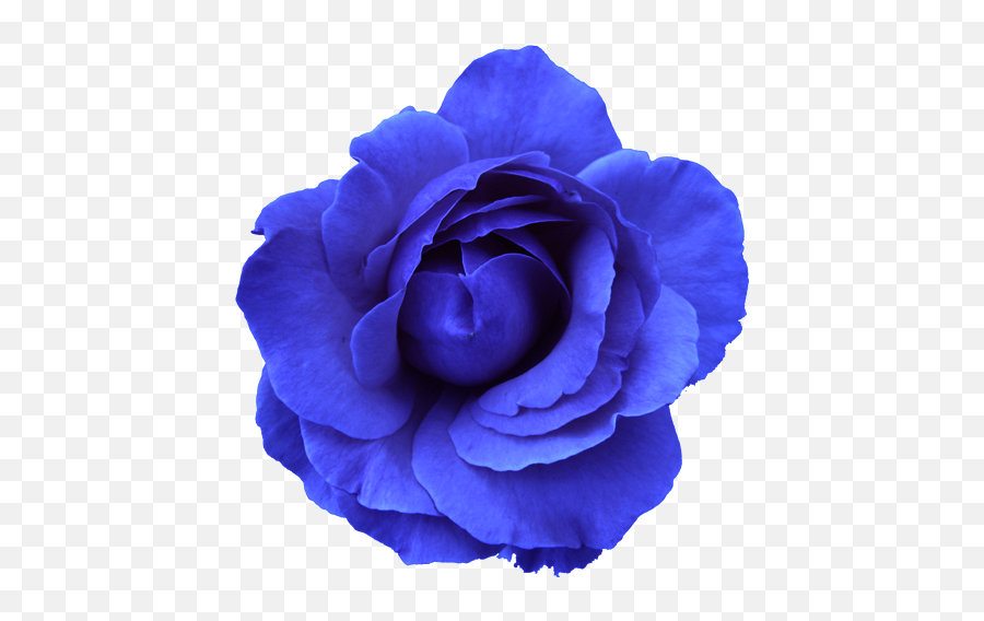 Flower Rose Blue No Back Free Images - Vector Flowers On A Transparent Background Png,Rose Vector Png