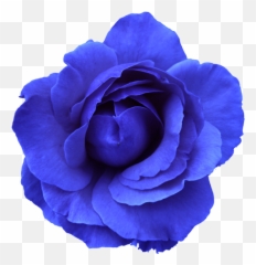 Flower Rose Blue No Back Free Images - Vector Flowers On A Transparent Background Png,Rose Vector Png