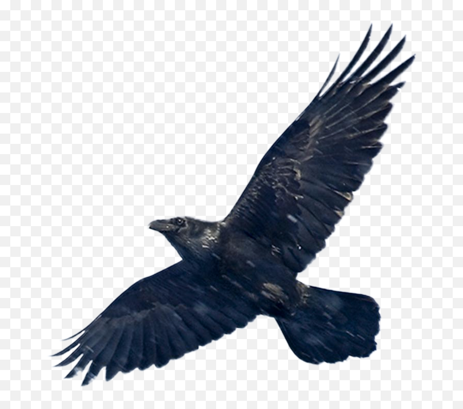 Download Blackbird Png Image - Want To Fly Like An Eagle,Black Bird Png