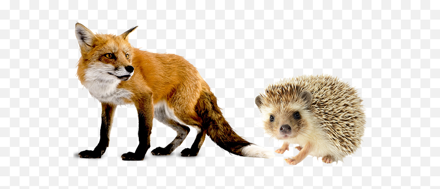 Fox - Andhedgehog Hugh Fox Iii Hedgehog And The Fox Png,Icon Beltway Jacket