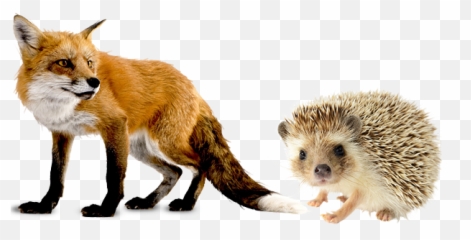 Fox - Andhedgehog Hugh Fox Iii Hedgehog And The Fox Png,Icon Beltway Jacket