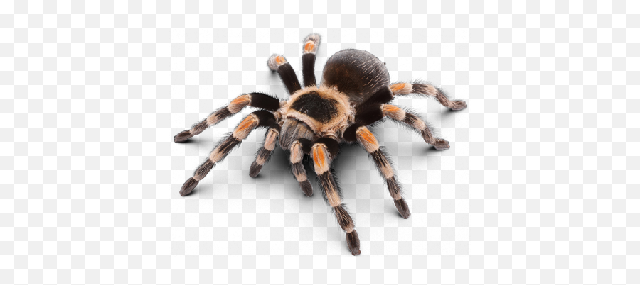 Tinder - Ways U0026 Means Mexican Red Knee Tarantula Png,Tinder Airplane Icon