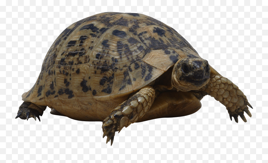 Turtle - Png Image With Transparent Background Free Png Images Turtle Png,Gopher Icon