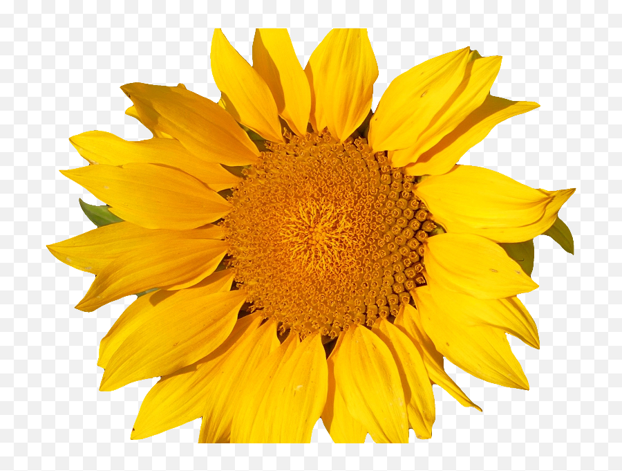 Sunflower Isolated Object Png - Yellow Object Png,Object Png