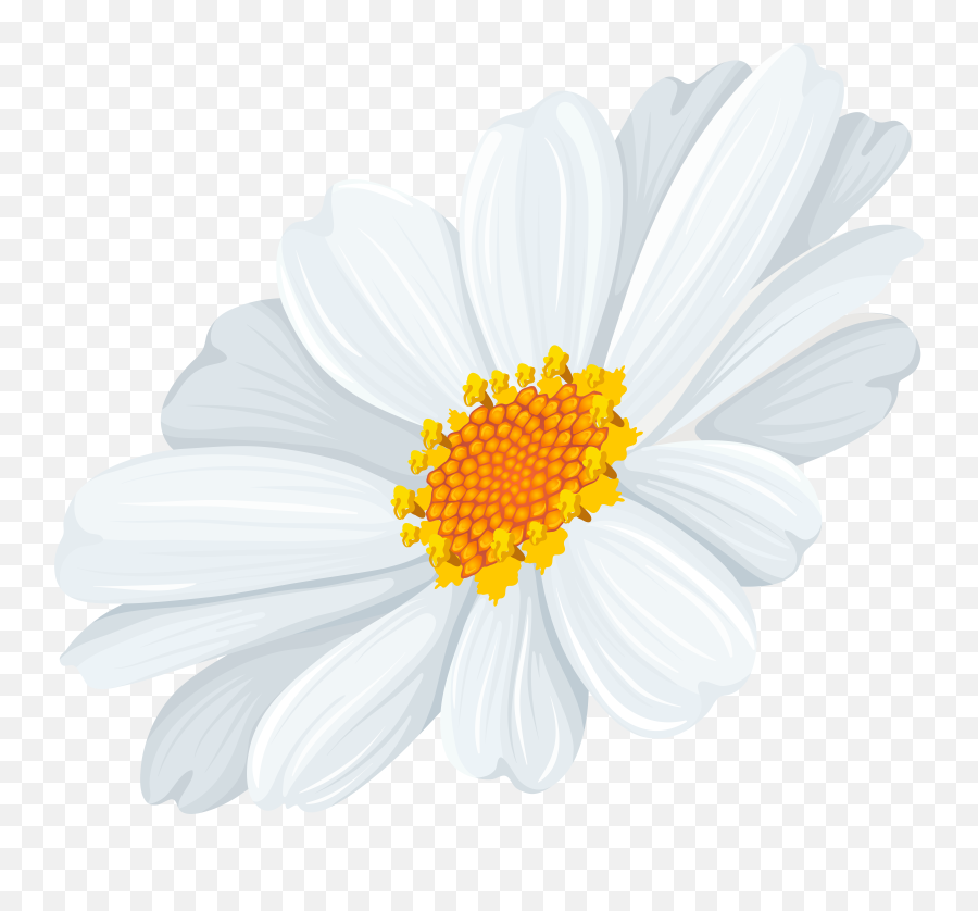 White Daisy Png Clipart
