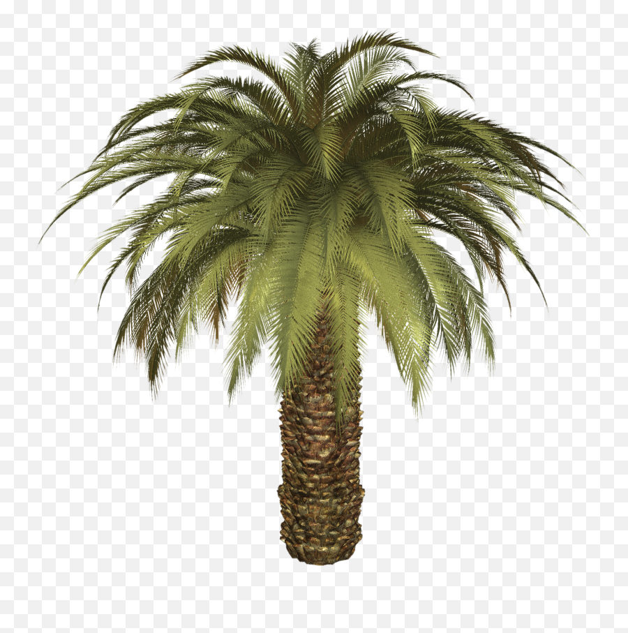 Palm Tree Png - Small Palm Tree Png,Palm Png