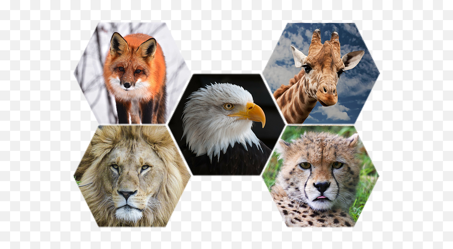 Wild Animals Png - Transparent Wild Animals,Animals Png