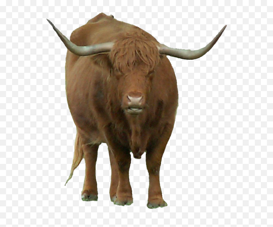 Bison Png - Bull With Horns Png,Bison Png