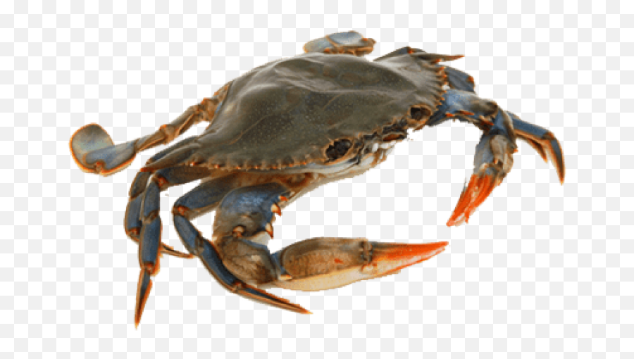 Free Transparent Png Images On Crab