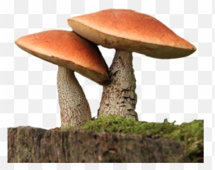 Fungi Png 3 Image - Fungi Png,Fungi Png