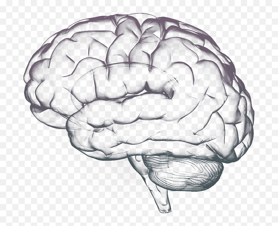 Transparent Images Pictures Photos - Brain Png Free,Brain Transparent Image