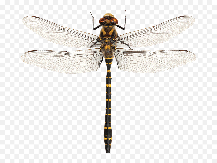 Whatu0027s - Ringed Dragonfly More Than A Dodo Golden Ringed Dragonfly Illustration Png,Dragonfly Transparent Background
