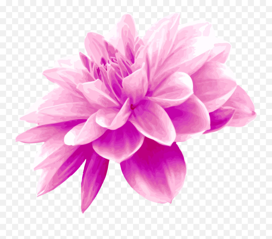 Pink Flower - Pink And Light Blue Flowes Png,Pink Flowers Png