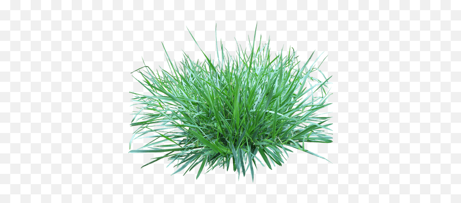 Patch Of Grass Transparent Png - Patch Of Grass Png,Grass Clipart Transparent Background
