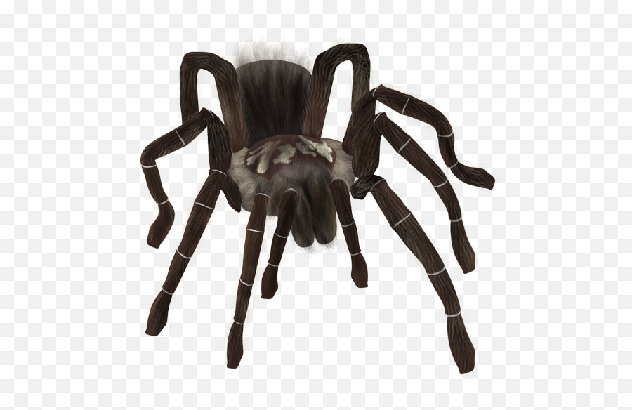 Tarantula Spider - Tarantula Png,Tarantula Png