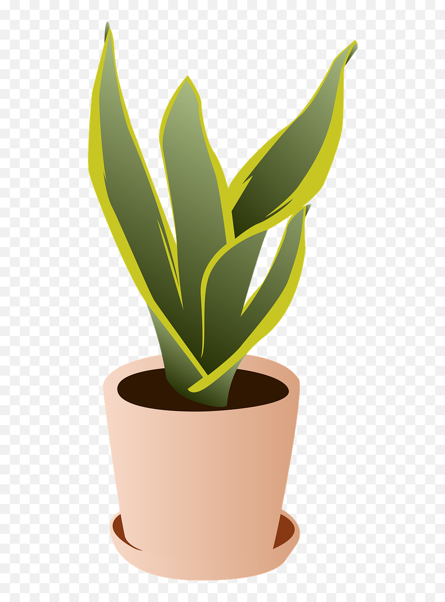 Plant Snake House - House Plant Png,Indoor Plant Png
