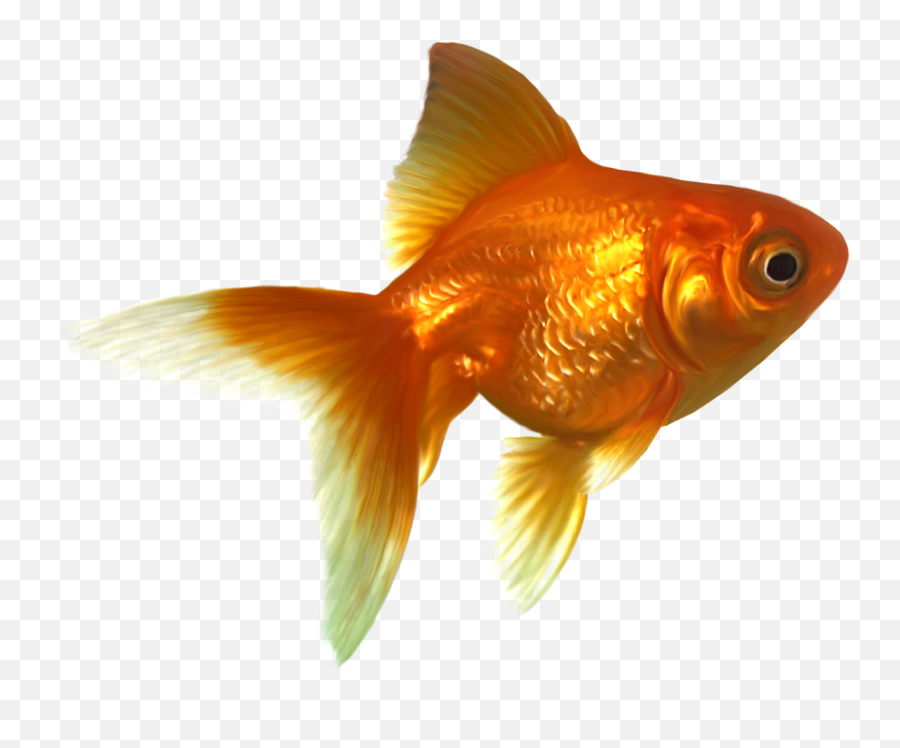 Download Goldfish Png Free Images - Goldfish Png,Goldfish Png