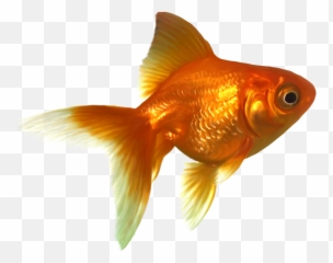Download Goldfish Png Free Images