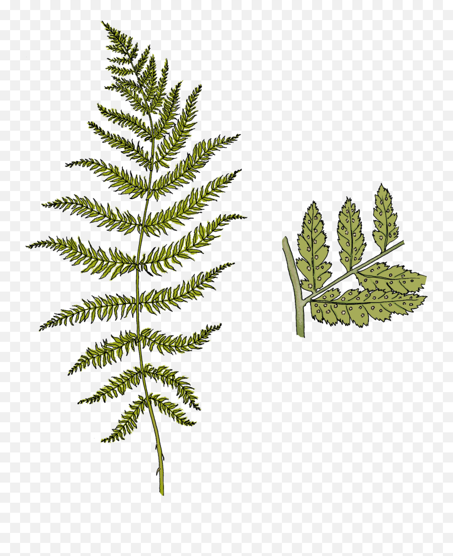 Ferns - Pond Pine Full Size Png Download Seekpng Vertical,Ferns Png