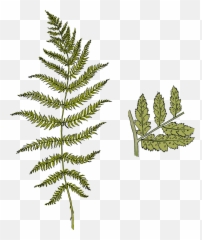 Ferns - Pond Pine Full Size Png Download Seekpng Vertical,Ferns Png