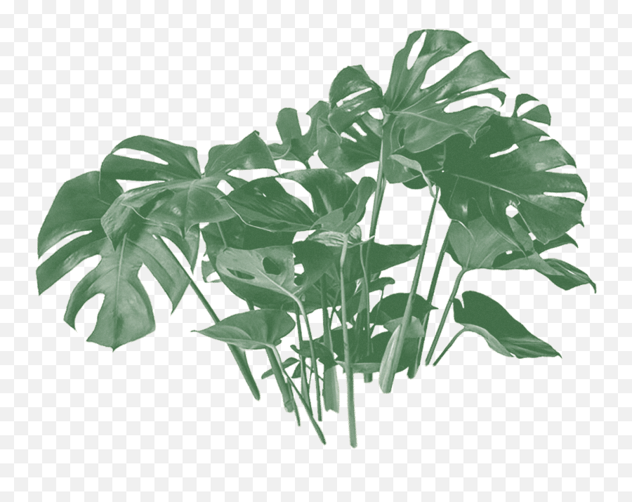 Eleven Plants For Dum - Dums U0026 Cool Ppl Monstera Deliciosa Png,Plants Png