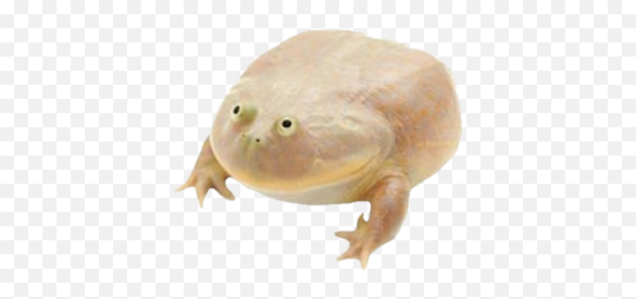 Paint 3d To Remove White Backgrounds - Its Wednesday My Dudes Frog Png,Wednesday Frog Png