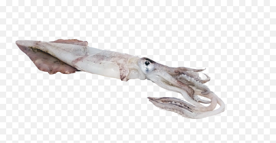 Squid Transparent Png - Transparent Squid,Squid Png